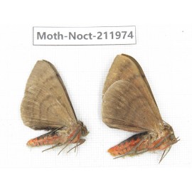 Noctuidae sp. China, Yunnan, Dali, S of Mt.Cangshan. 2Pcs. Moth-Noct-211974.