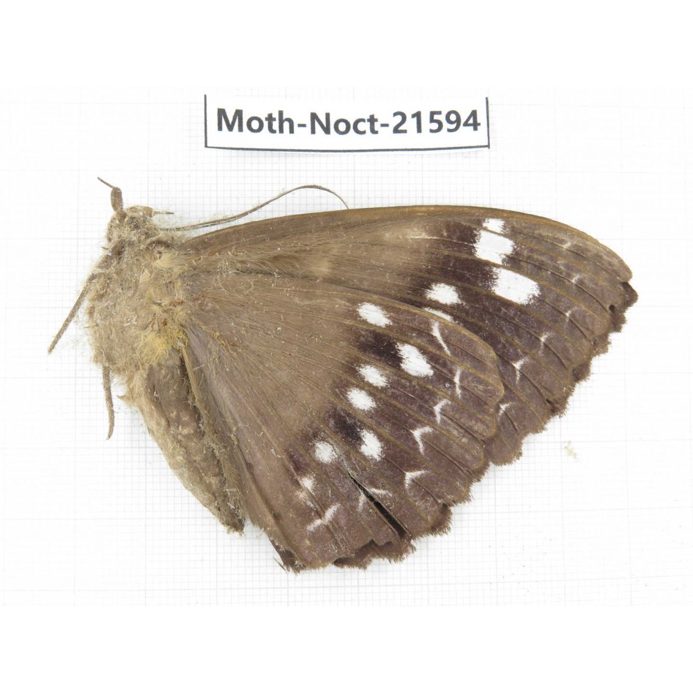 Noctuidae sp. China, Yunnan, Dehong, Longchuan county. 1Pcs. Moth-Noct-21594.