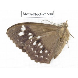 Noctuidae sp. China, Yunnan, Dehong, Longchuan county. 1Pcs. Moth-Noct-21594.