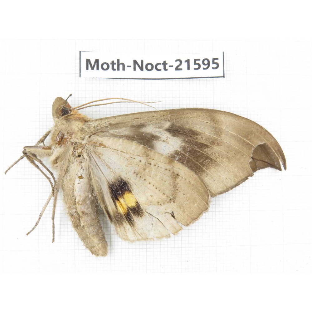 Noctuidae sp. China, Yunnan, Dehong, Longchuan county. 1Pcs. Moth-Noct-21595.