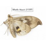 Noctuidae sp. China, Yunnan, Dehong, Longchuan county. 1Pcs. Moth-Noct-21595.