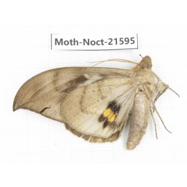 Noctuidae sp. China, Yunnan, Dehong, Longchuan county. 1Pcs. Moth-Noct-21595.