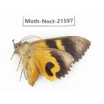 Noctuidae sp. China, Yunnan, Dehong, Longchuan county. 1Pcs. Moth-Noct-21597.