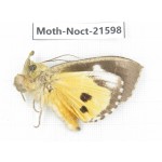 Noctuidae sp. China, Yunnan, Dehong, Longchuan county. 1Pcs. Moth-Noct-21598.