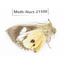 Noctuidae sp. China, Yunnan, Dehong, Longchuan county. 1Pcs. Moth-Noct-21598.