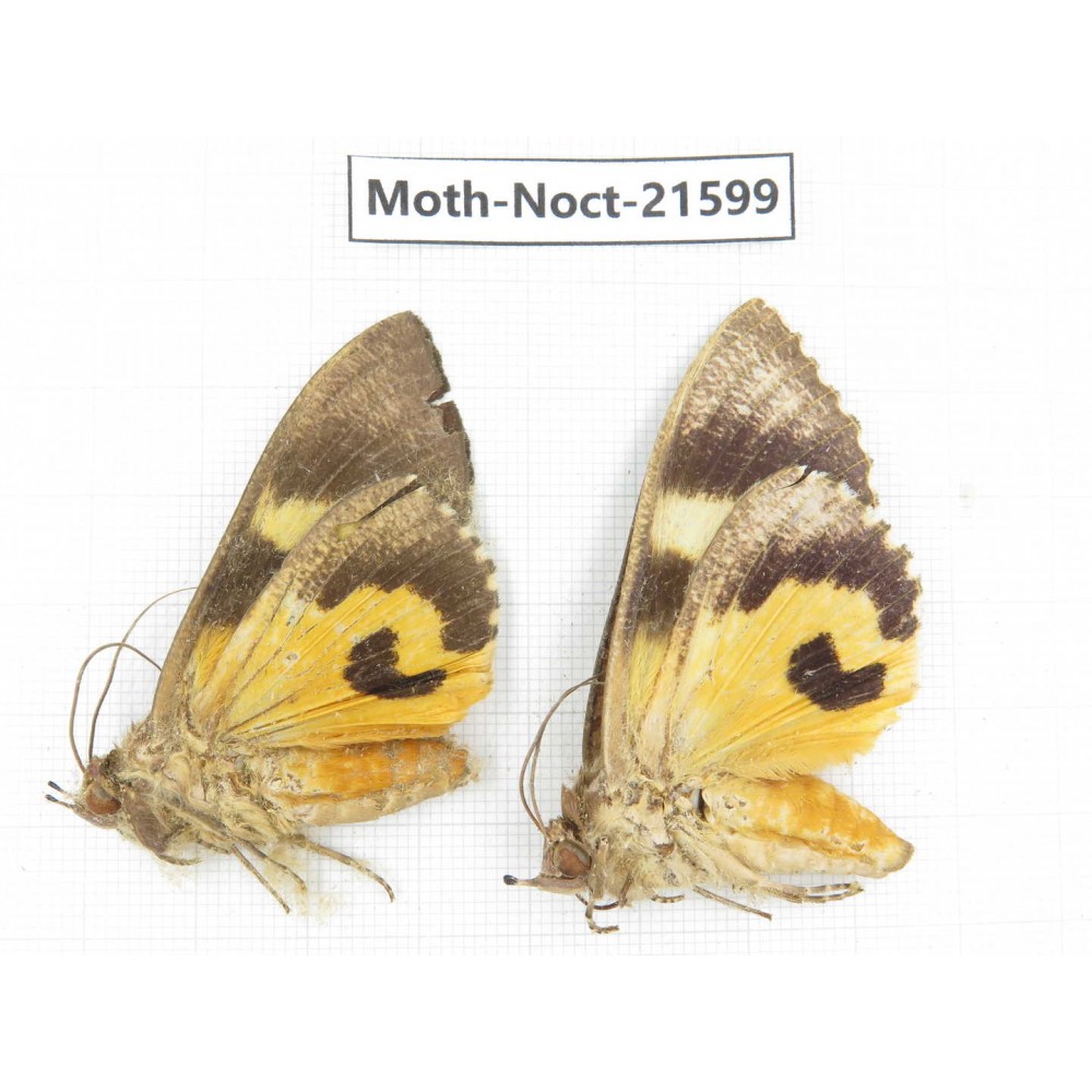 Noctuidae sp. China, Yunnan, Dehong, Longchuan county. 2Pcs. Moth-Noct-21599.