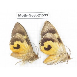 Noctuidae sp. China, Yunnan, Dehong, Longchuan county. 2Pcs. Moth-Noct-21599.