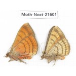 Noctuidae sp. China, Yunnan, Dehong, Longchuan county. 2Pcs. Moth-Noct-21601.