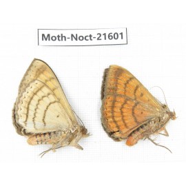 Noctuidae sp. China, Yunnan, Dehong, Longchuan county. 2Pcs. Moth-Noct-21601.