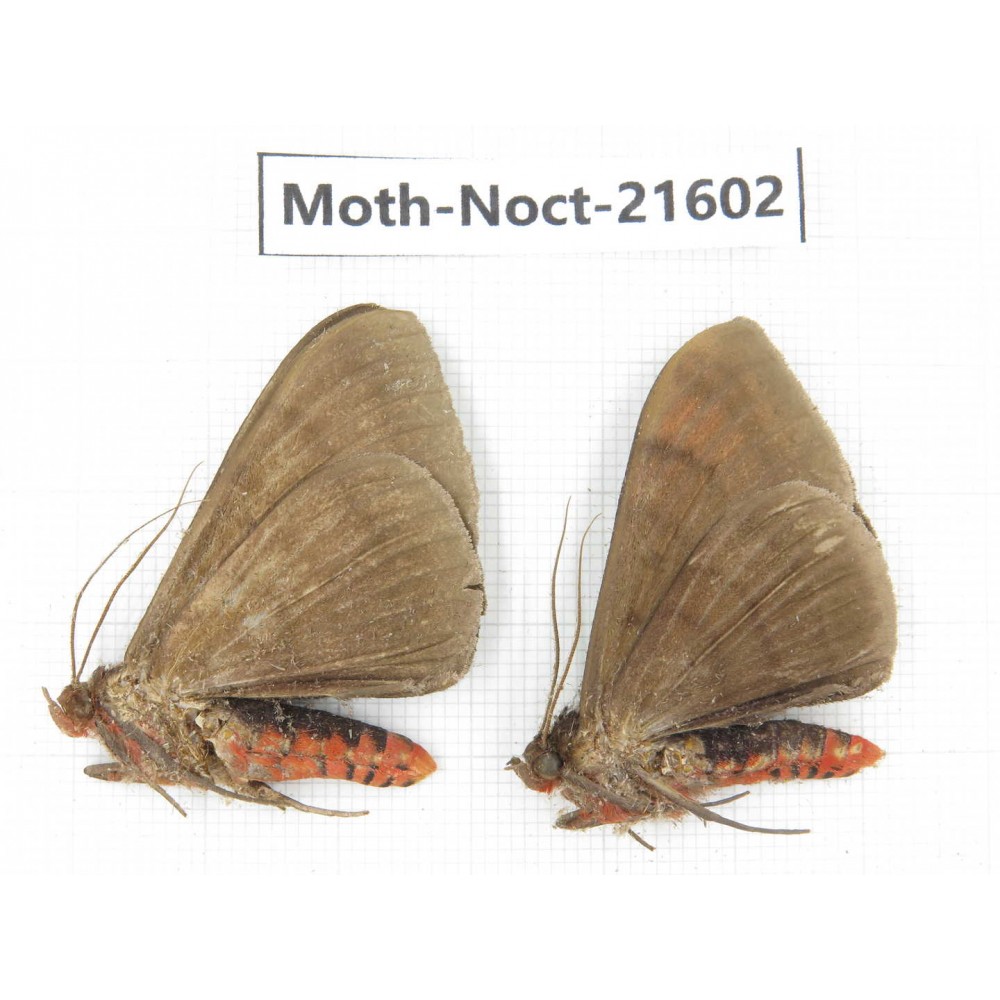 Noctuidae sp. China, Yunnan, Dehong, Longchuan county. 2Pcs. Moth-Noct-21602.