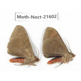 Noctuidae sp. China, Yunnan, Dehong, Longchuan county. 2Pcs. Moth-Noct-21602.