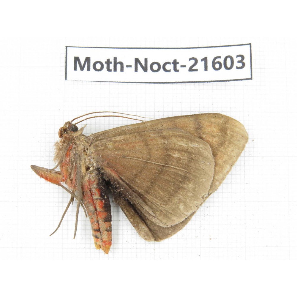 Noctuidae sp. China, Yunnan, Dehong, Longchuan county. 1Pcs. Moth-Noct-21603.