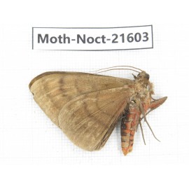 Noctuidae sp. China, Yunnan, Dehong, Longchuan county. 1Pcs. Moth-Noct-21603.