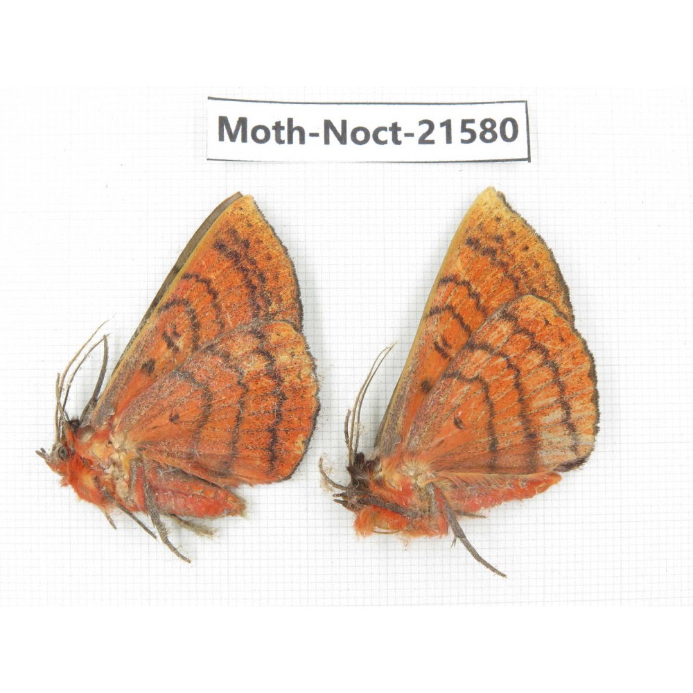Noctuidae sp. China, Yunnan, Nujiang valley, N of Mt.Biluoxueshan. 2Pcs. Moth-Noct-21580.