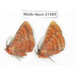 Noctuidae sp. China, Yunnan, Nujiang valley, N of Mt.Biluoxueshan. 2Pcs. Moth-Noct-21580.
