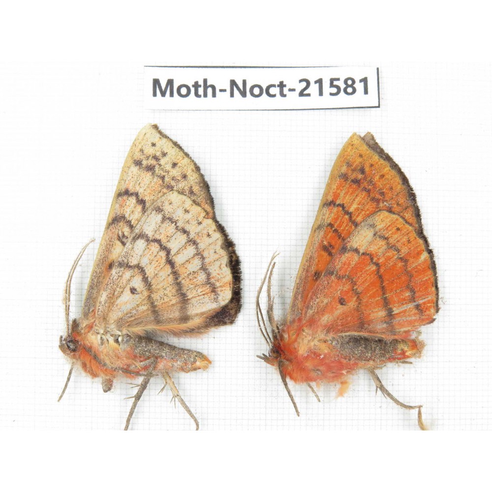 Noctuidae sp. China, Yunnan, Nujiang valley, N of Mt.Biluoxueshan. 2Pcs. Moth-Noct-21581.