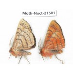 Noctuidae sp. China, Yunnan, Nujiang valley, N of Mt.Biluoxueshan. 2Pcs. Moth-Noct-21581.