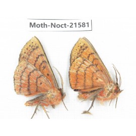 Noctuidae sp. China, Yunnan, Nujiang valley, N of Mt.Biluoxueshan. 2Pcs. Moth-Noct-21581.