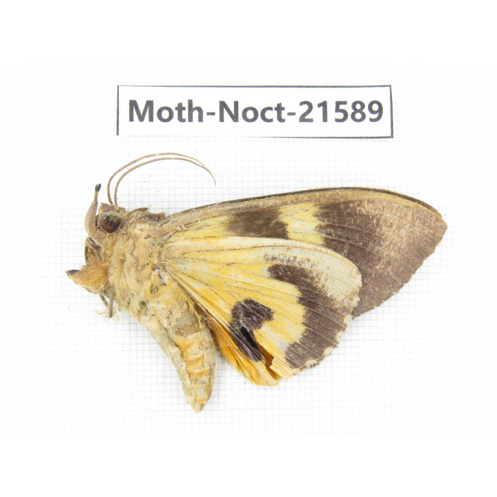 Noctuidae sp. China, Yunnan, Nujiang valley, N of Mt.Biluoxueshan. 1Pcs. Moth-Noct-21589.