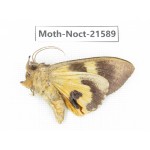Noctuidae sp. China, Yunnan, Nujiang valley, N of Mt.Biluoxueshan. 1Pcs. Moth-Noct-21589.