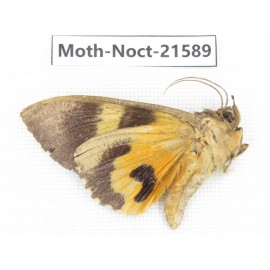 Noctuidae sp. China, Yunnan, Nujiang valley, N of Mt.Biluoxueshan. 1Pcs. Moth-Noct-21589.
