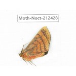 Noctuidae sp. China, Yunnan, Nujiang, N of Mt.Biluoxueshan.1Pcs. Moth-Noct-212428.