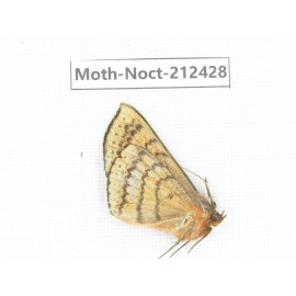 Noctuidae sp. China, Yunnan, Nujiang, N of Mt.Biluoxueshan.1Pcs. Moth-Noct-212428.