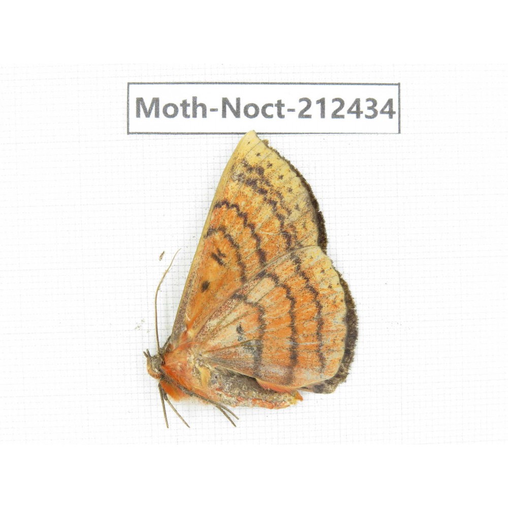 Noctuidae sp. China, Yunnan, Nujiang, N of Mt.Biluoxueshan.1Pcs. Moth-Noct-212434.
