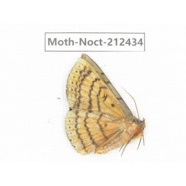 Noctuidae sp. China, Yunnan, Nujiang, N of Mt.Biluoxueshan.1Pcs. Moth-Noct-212434.