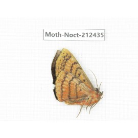 Noctuidae sp. China, Yunnan, Nujiang, N of Mt.Biluoxueshan.1Pcs. Moth-Noct-212435.