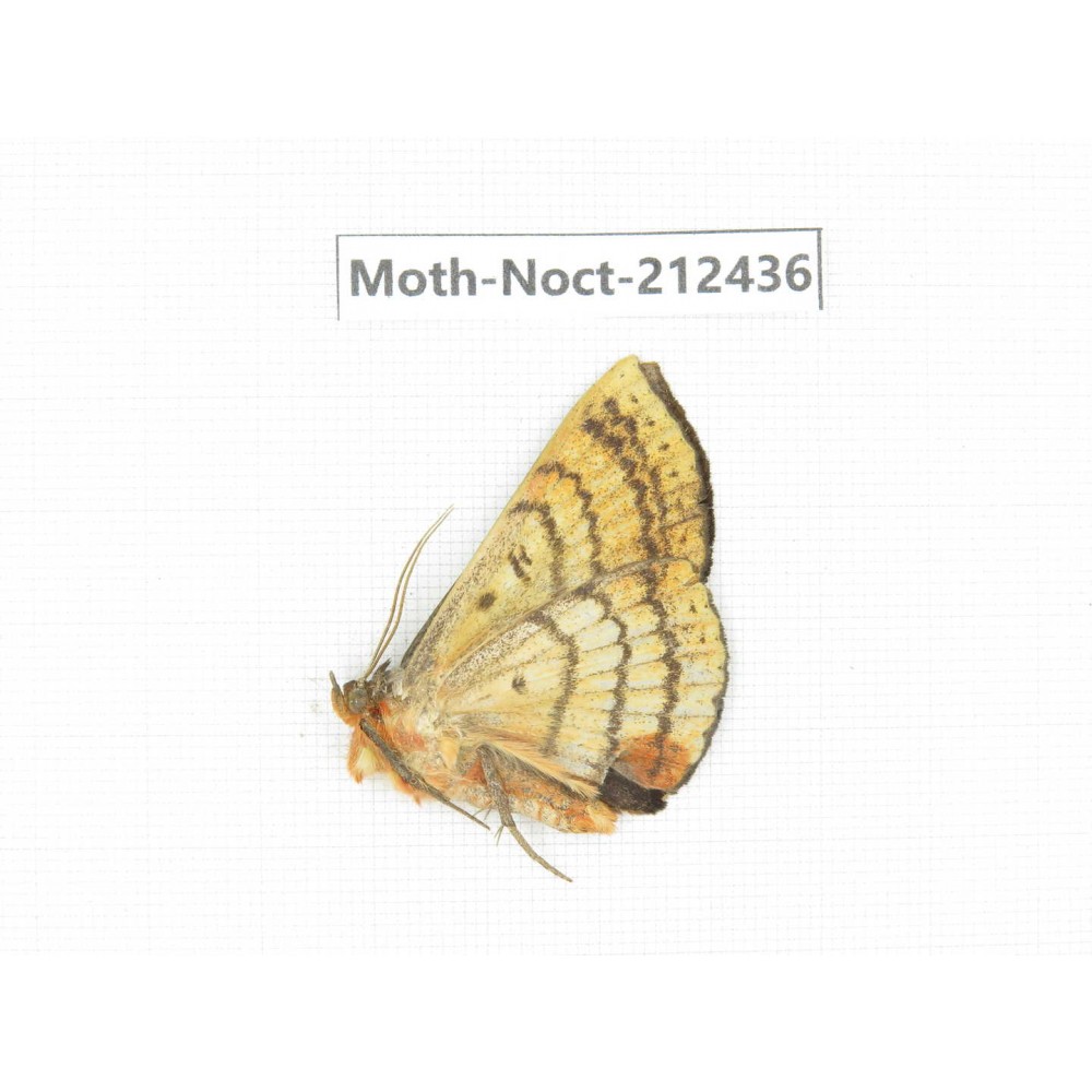 Noctuidae sp. China, Yunnan, Nujiang, N of Mt.Biluoxueshan.1Pcs. Moth-Noct-212436.