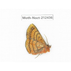 Noctuidae sp. China, Yunnan, Nujiang, N of Mt.Biluoxueshan.1Pcs. Moth-Noct-212436.