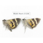 Noctuidae sp. China, Yunnan, Xiangerila, Mt.Meilixueshan. 2Pcs. Moth-Noct-21238.
