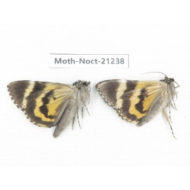 Noctuidae sp. China, Yunnan, Xiangerila, Mt.Meilixueshan. 2Pcs. Moth-Noct-21238.