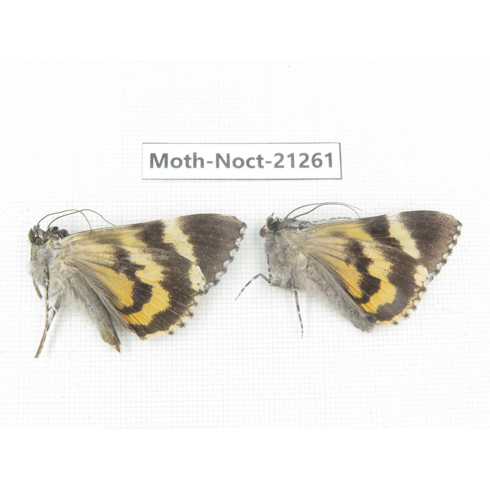 Noctuidae sp. China, Yunnan, Xiangerila, Mt.Meilixueshan. 2Pcs. Moth-Noct-21261.