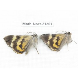 Noctuidae sp. China, Yunnan, Xiangerila, Mt.Meilixueshan. 2Pcs. Moth-Noct-21261.