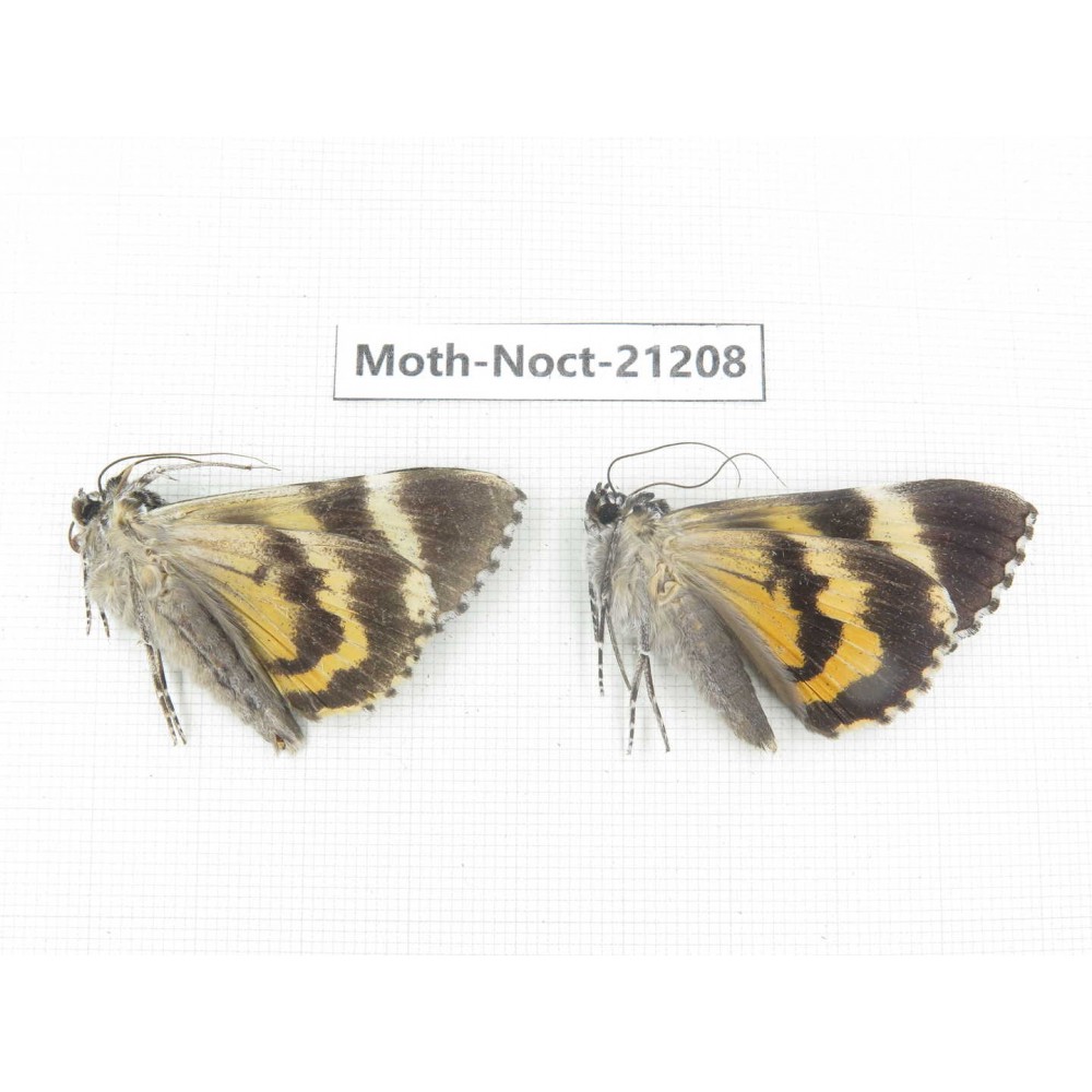 Noctuidae sp. China, Yunnan, Xiangerila, Mt.Meilixueshan. 2M. Moth-Noct-21208.