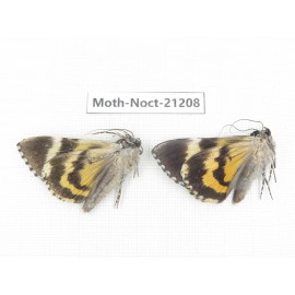 Noctuidae sp. China, Yunnan, Xiangerila, Mt.Meilixueshan. 2M. Moth-Noct-21208.