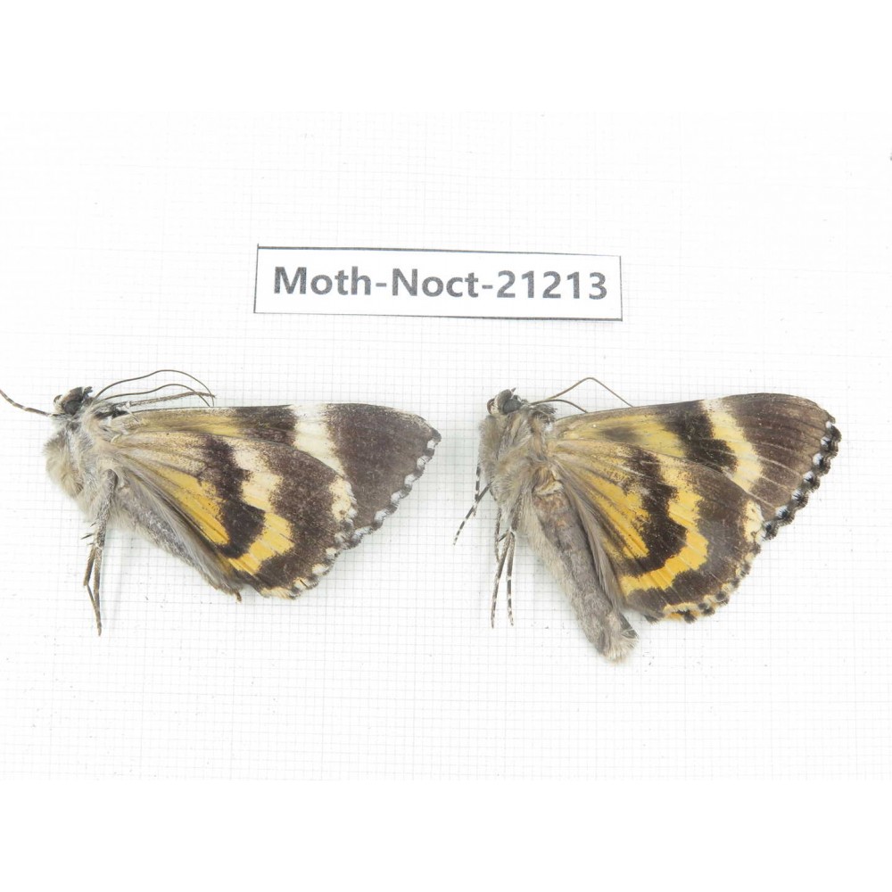 Noctuidae sp. China, Yunnan, Xiangerila, Mt.Meilixueshan. 2M. Moth-Noct-21213.