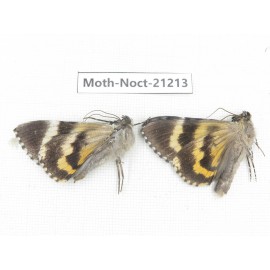 Noctuidae sp. China, Yunnan, Xiangerila, Mt.Meilixueshan. 2M. Moth-Noct-21213.