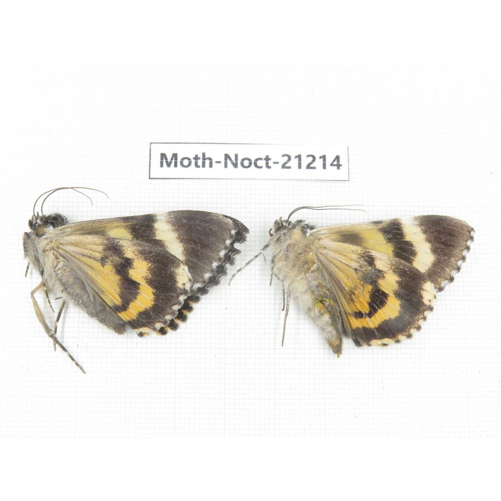 Noctuidae sp. China, Yunnan, Xiangerila, Mt.Meilixueshan. 2M. Moth-Noct-21214.