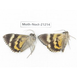 Noctuidae sp. China, Yunnan, Xiangerila, Mt.Meilixueshan. 2M. Moth-Noct-21214.