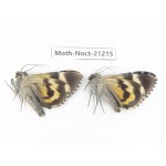 Noctuidae sp. China, Yunnan, Xiangerila, Mt.Meilixueshan. 2M. Moth-Noct-21215.
