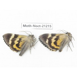 Noctuidae sp. China, Yunnan, Xiangerila, Mt.Meilixueshan. 2M. Moth-Noct-21215.