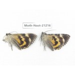 Noctuidae sp. China, Yunnan, Xiangerila, Mt.Meilixueshan. 2M. Moth-Noct-21216.