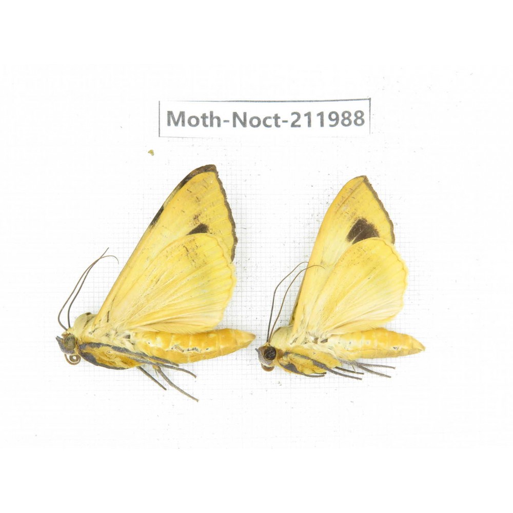 Noctuidae sp. China, Yunnan, Zhaotong area, Yiliang county. 2Pcs. Moth-Noct-211988.