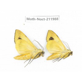 Noctuidae sp. China, Yunnan, Zhaotong area, Yiliang county. 2Pcs. Moth-Noct-211988.