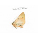 Noctuidae sp. China, Yunnan, Zhaotong area, Yiliang county. 1Pcs. Moth-Noct-211990.