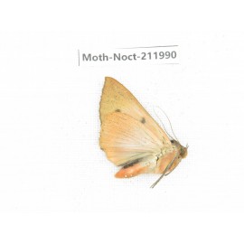 Noctuidae sp. China, Yunnan, Zhaotong area, Yiliang county. 1Pcs. Moth-Noct-211990.