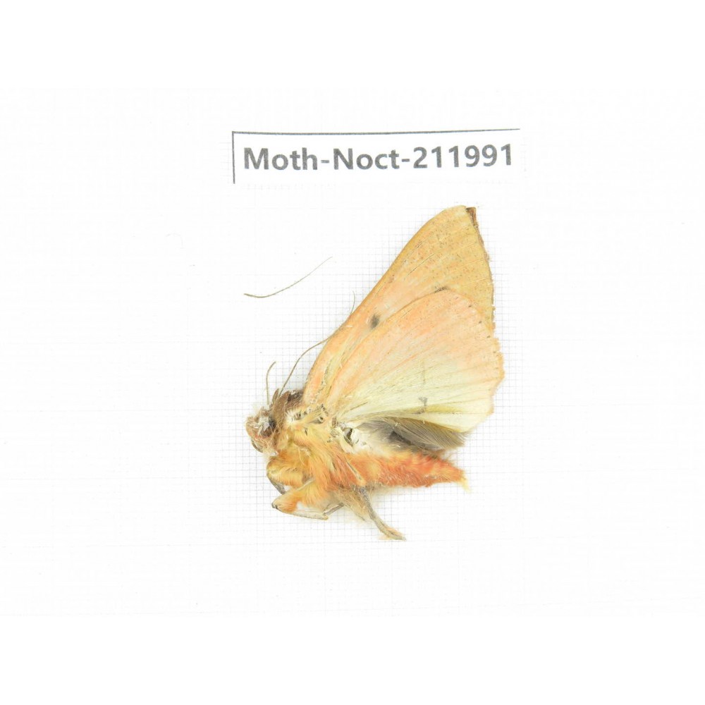 Noctuidae sp. China, Yunnan, Zhaotong area, Yiliang county. 1Pcs. Moth-Noct-211991.